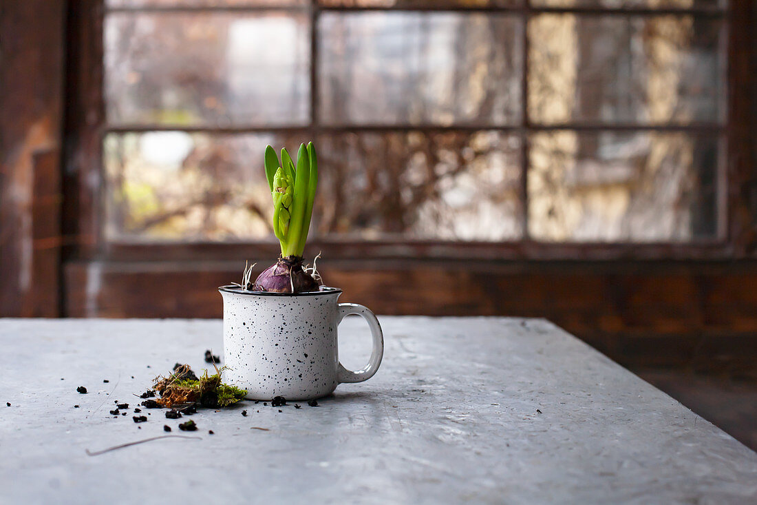 Hyacinth in a cup