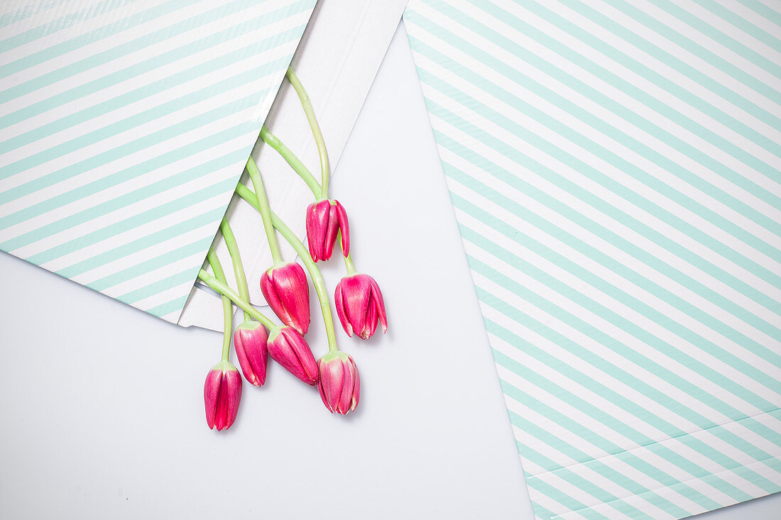 Pinkfarbene Tulpen in gestreiftem Umschlag