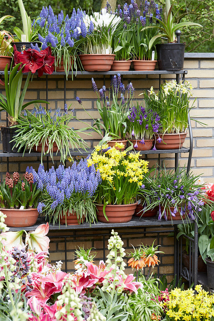 Frühlingsblumen in Töpfen