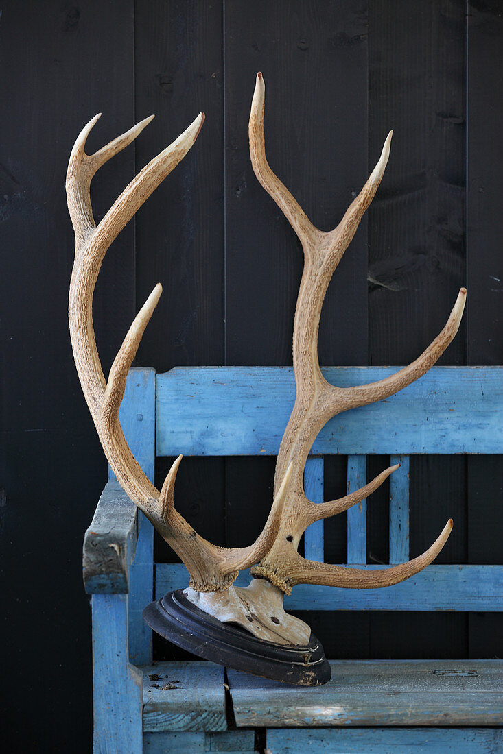 Stag's antlers on wooden bench