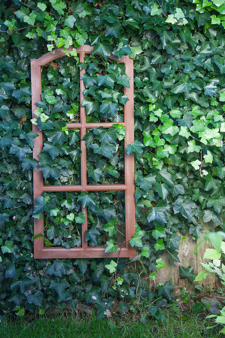 Lattice window frame painted rust-red mounted on ivy-covered garden wall