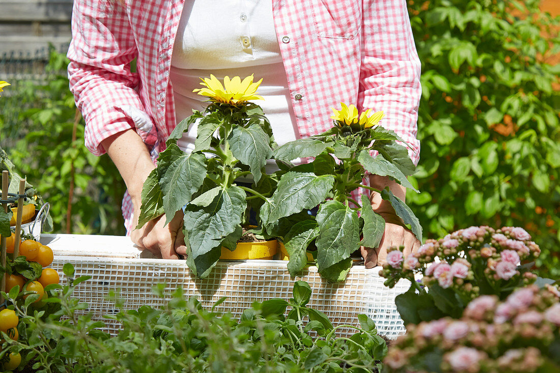 Woman placing sunflowers in planter on DIY raised bed