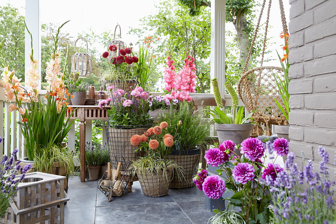Terrasse mit Gladiolen und Dahlien in Töpfen