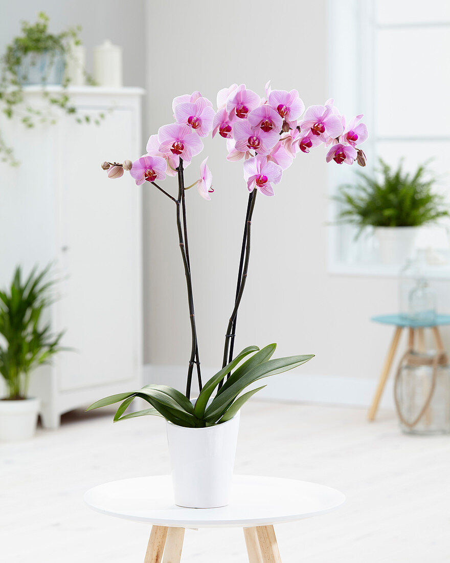 Phalaenopsis Washington