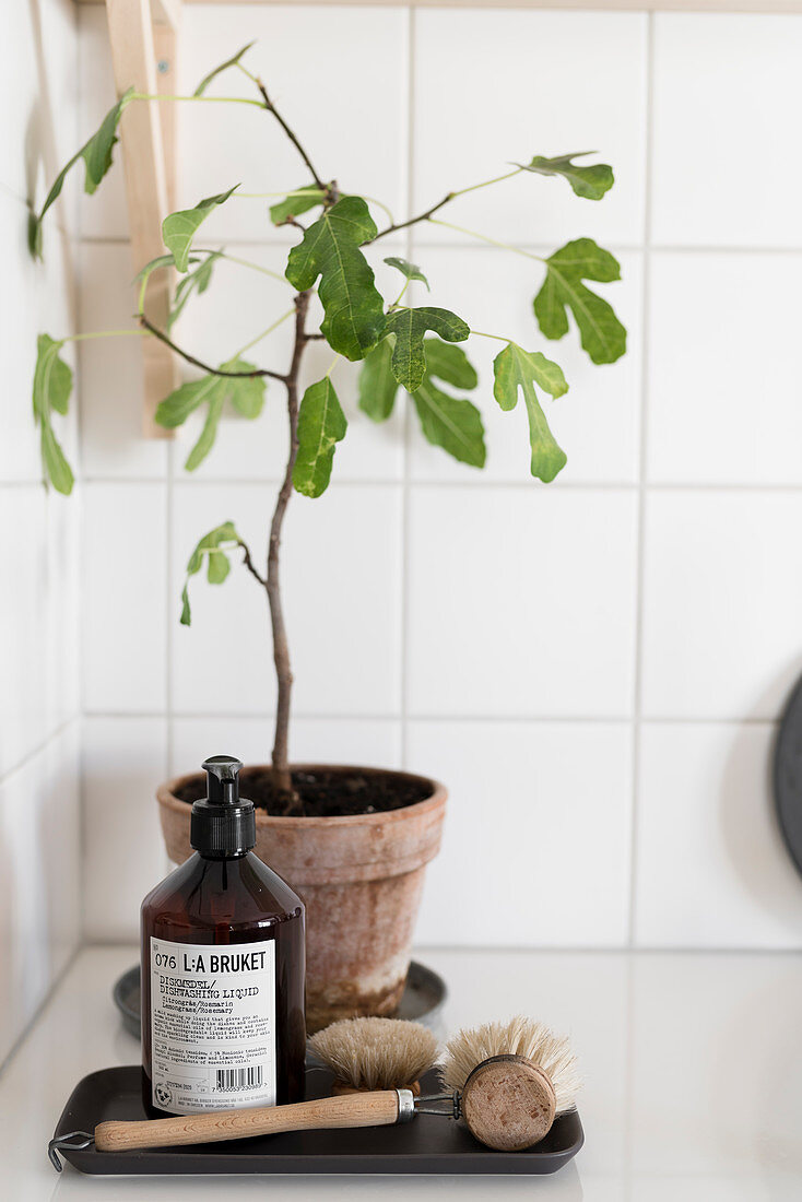 Small fig tree behind washing-up utensils in corner against white tiled walls