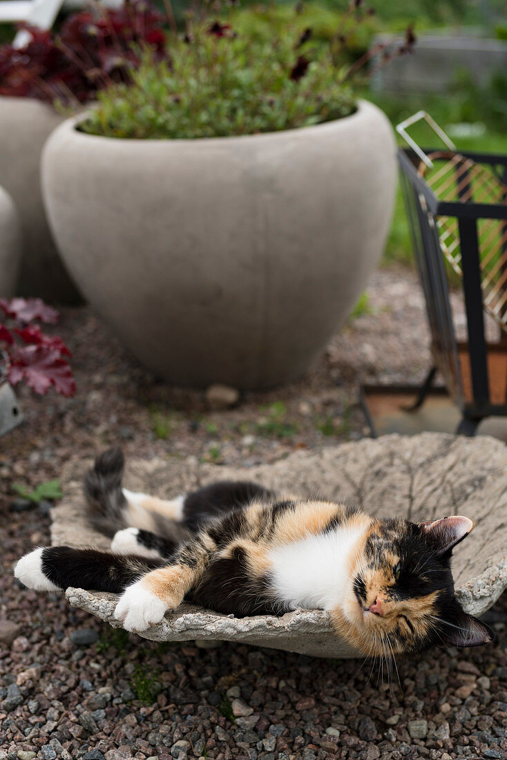 Katze liegt in Schale vor Pflanzentopf im Garten