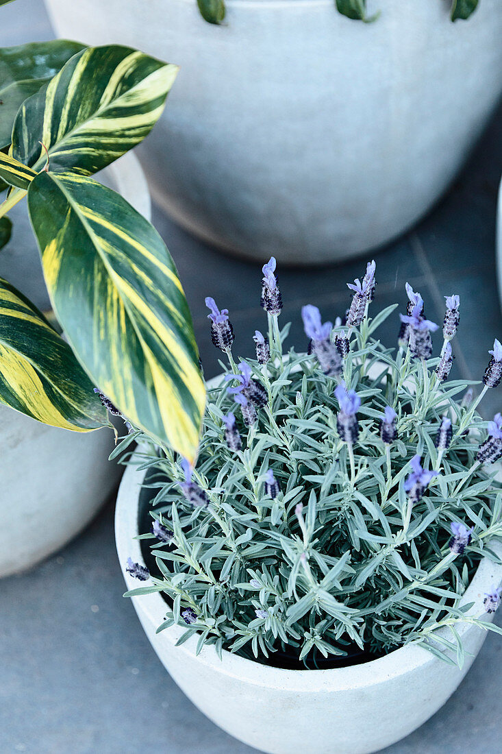 Blooming lavender in a gray stone jar