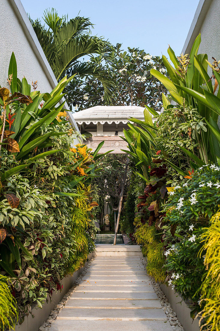 Path to the house lined with exotic plants