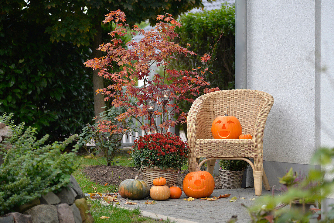Halloweenkürbisse auf Terrasse, daneben verschiedene Zierkürbisse und Korb mit Chrysanthemen