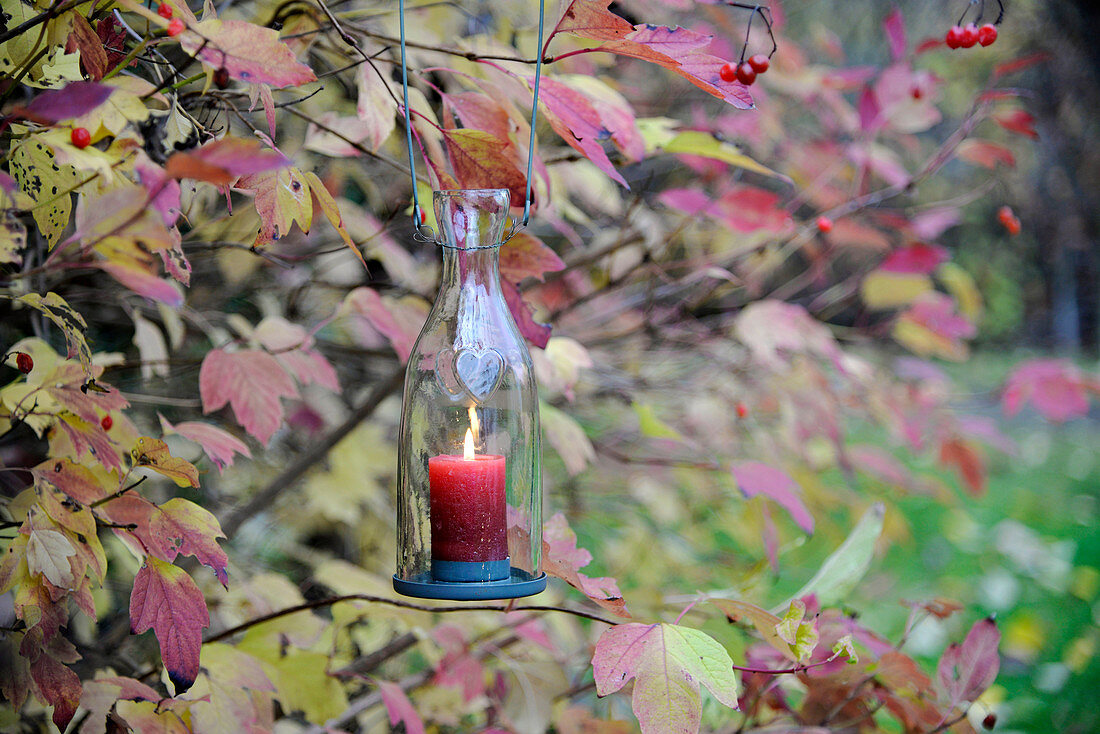 Candle lantern hung in guelder rose bush