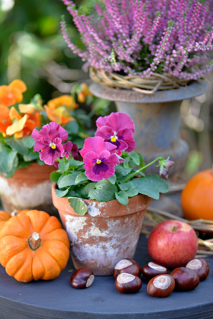 Tisch im Garten herbstlich dekoriert mit Hornveilchen, Kastanien, Zierkürbissen und Äpfeln