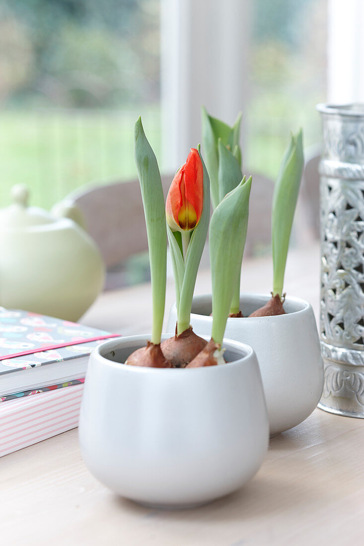 Tulipa 'Red Flair'