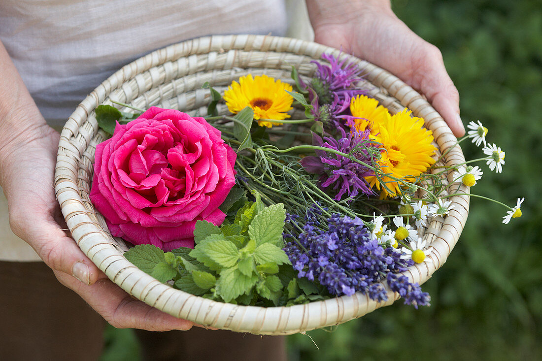 Basket of flowers and herbs held in hands