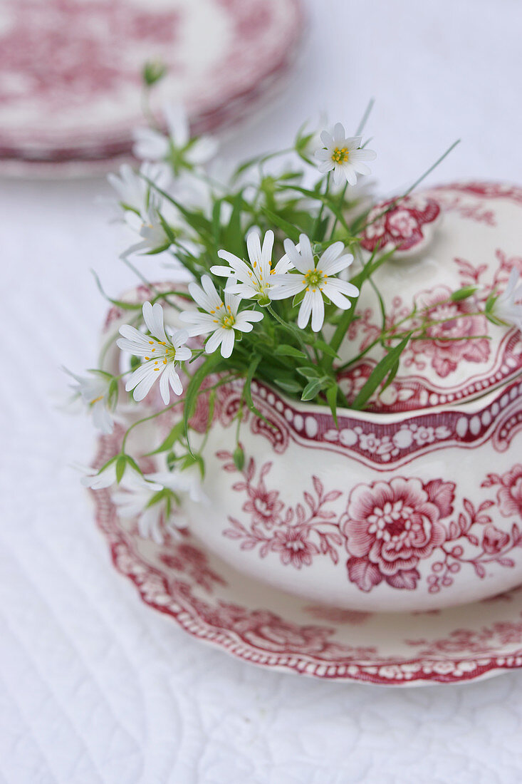 Chickweed in sugar bowl with red floral pattern