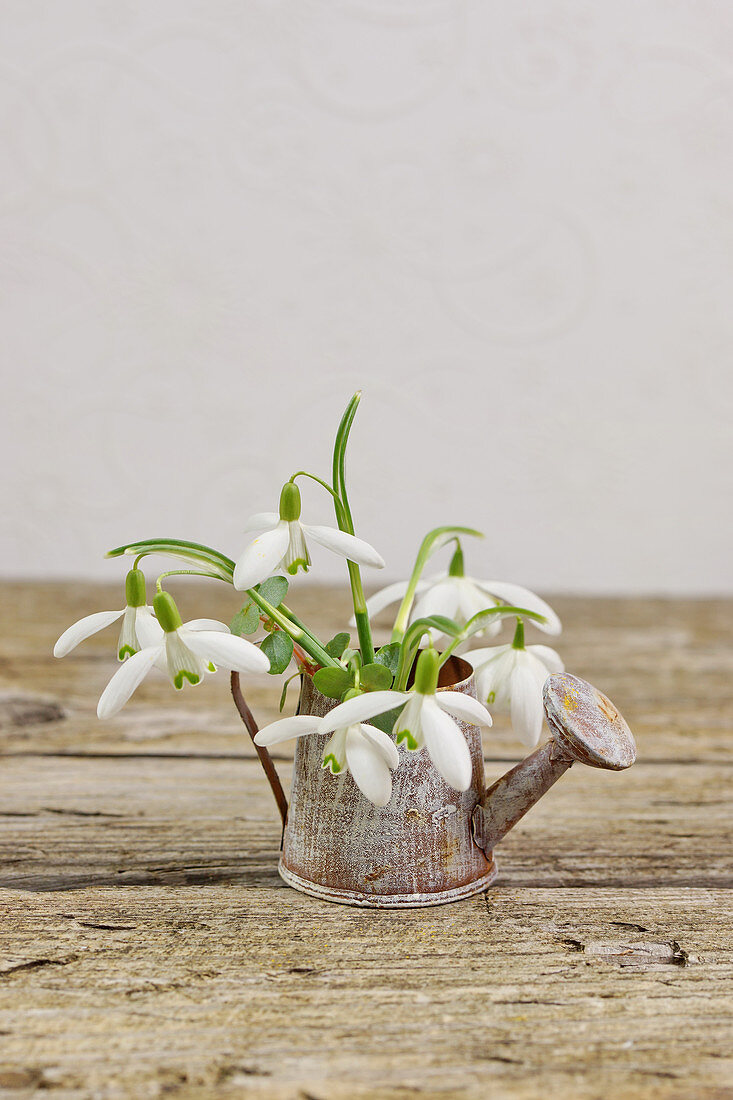 Posy of snowdrops in tiny watering can ornament