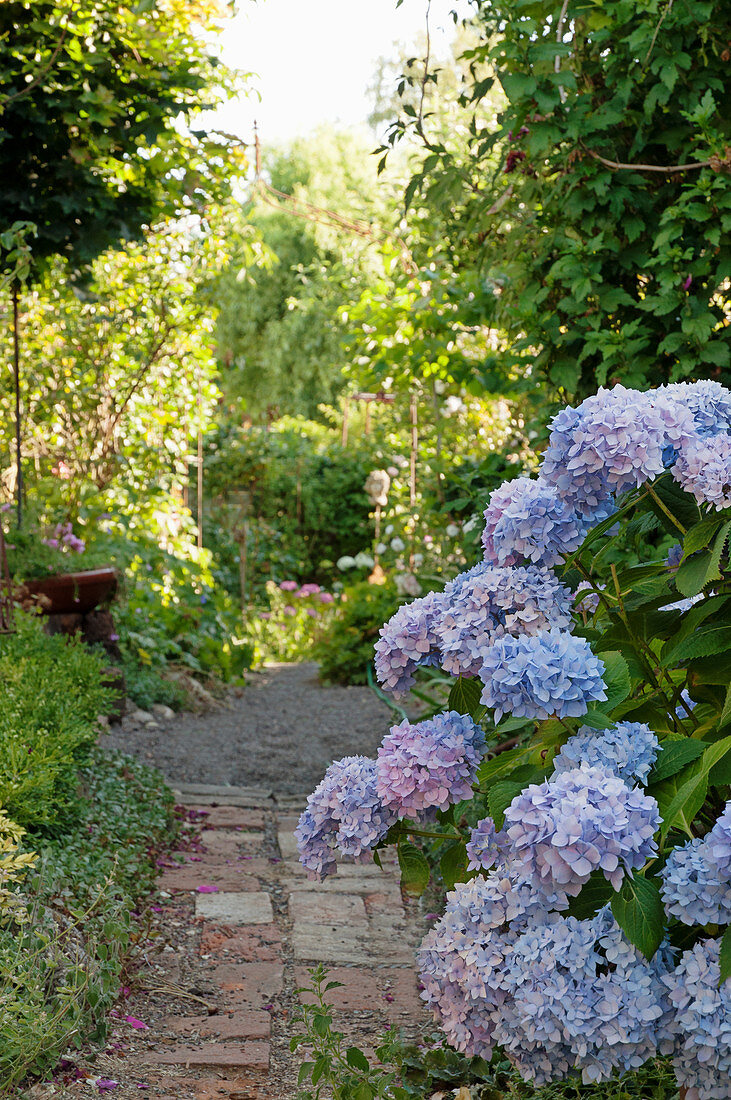 Blue hydrangea by the garden path