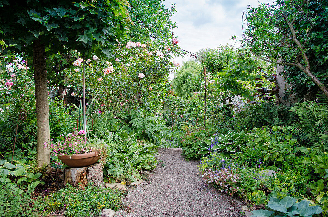 Gravel path between beds with perennials and roses