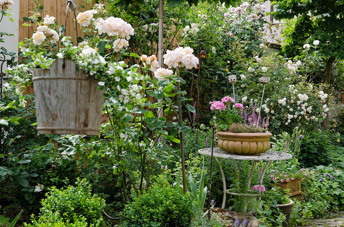 Rose garden, terracotta bowl with standing geranium