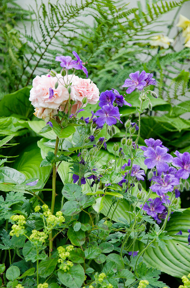 Purple cranesbill with lady's mantle and apricot-colored rose