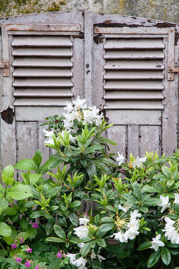 White rhododendron in front of antique window shutters