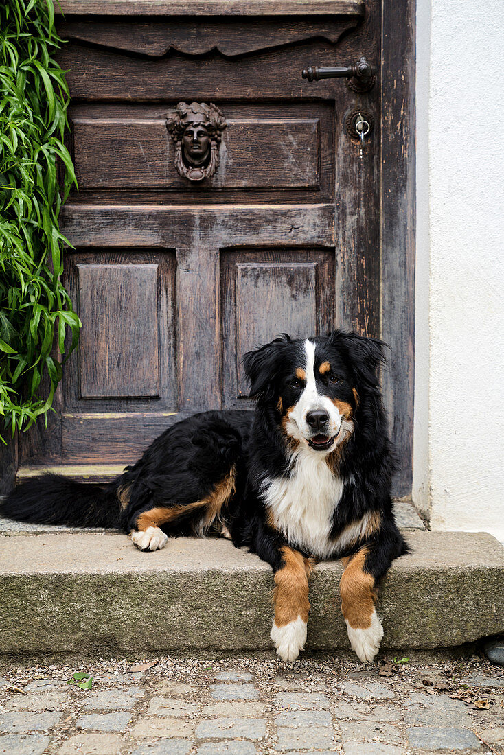 Bernese mountain dog in front of wooden front door with classic metal doorknocker