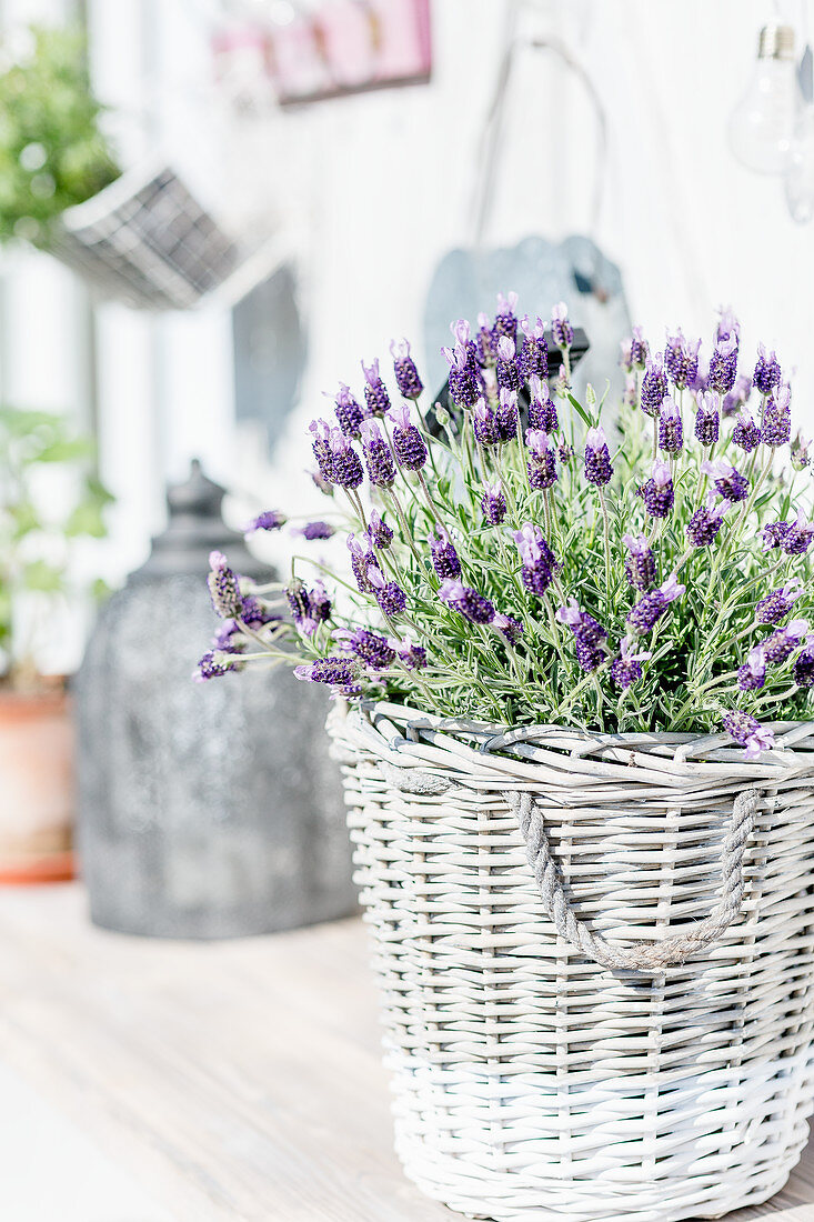Basket of flowering lavender