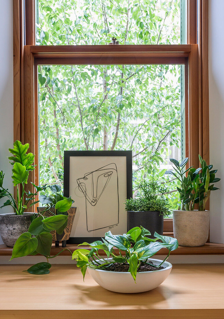 Abstract picture and various green plants in front of wooden frame window