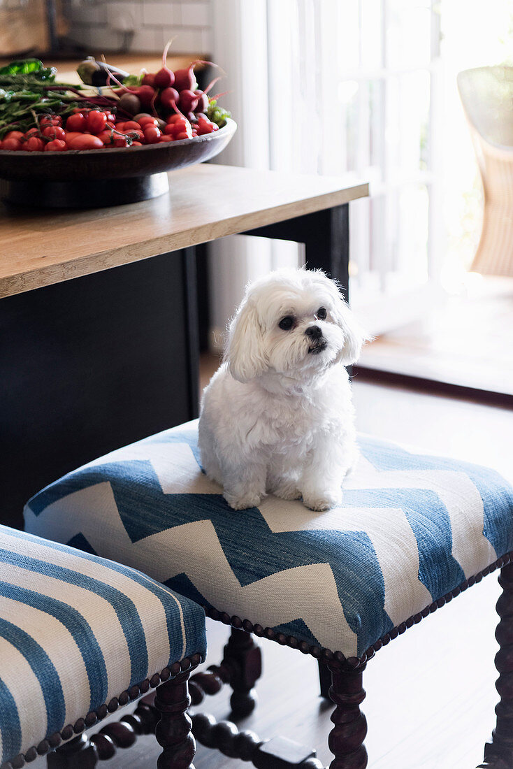 Dog on blue and white upholstered stool with turned legs