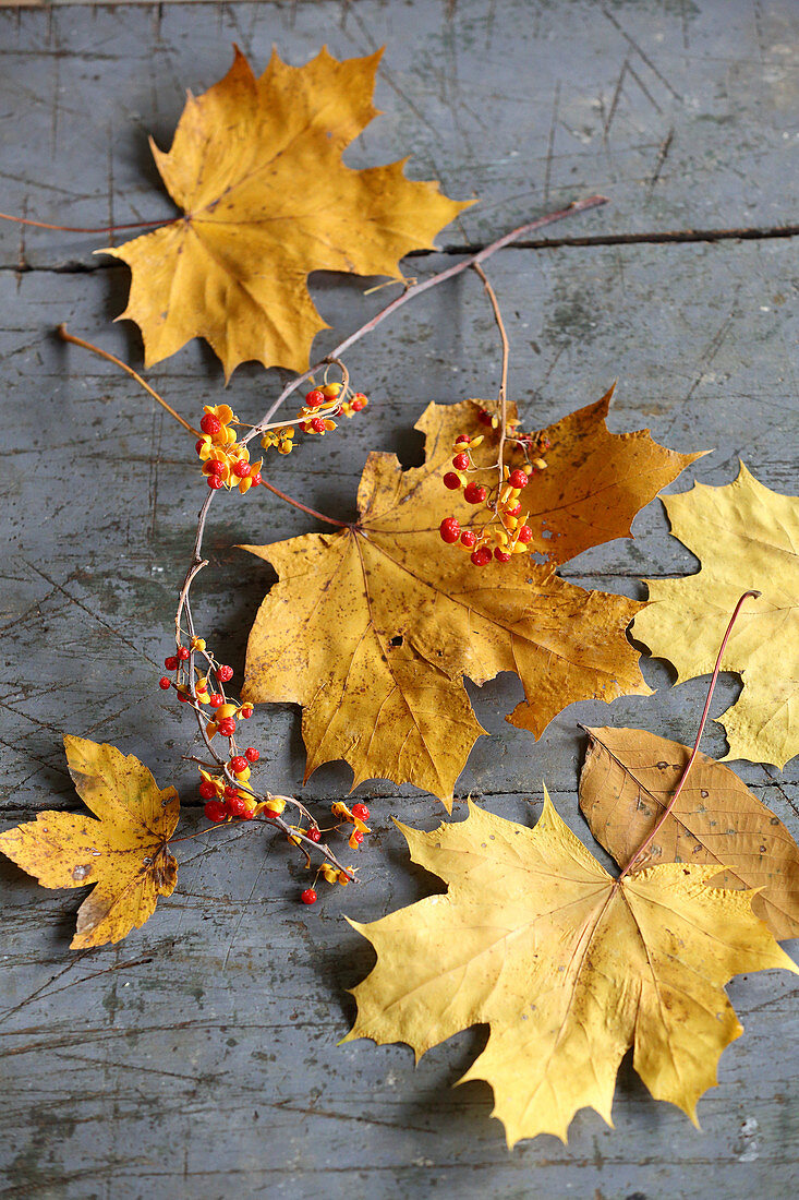 Autumn leaves and sprigs of berries for decorating autumnal table