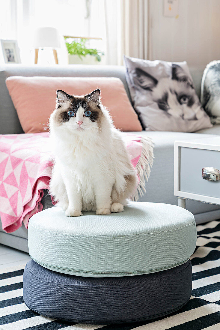 Katze auf Sitzpouf dahinter graues Sofa mit Katzenmotiv-Kissen