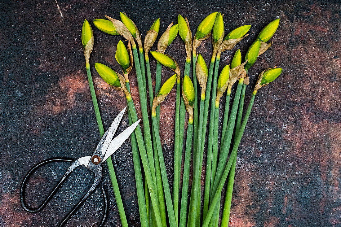 Daffodils with secateurs on a metal background