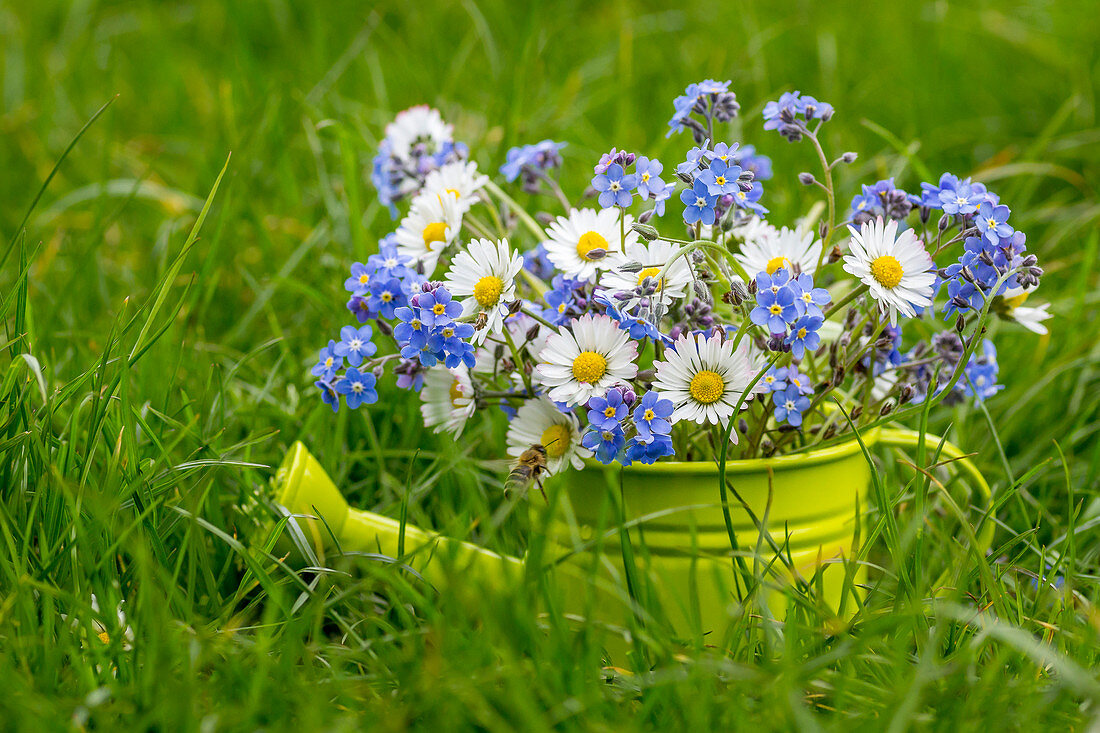 Frühlingsstrauß mit Vergißmeinnicht und Gänseblümchen mit Biene