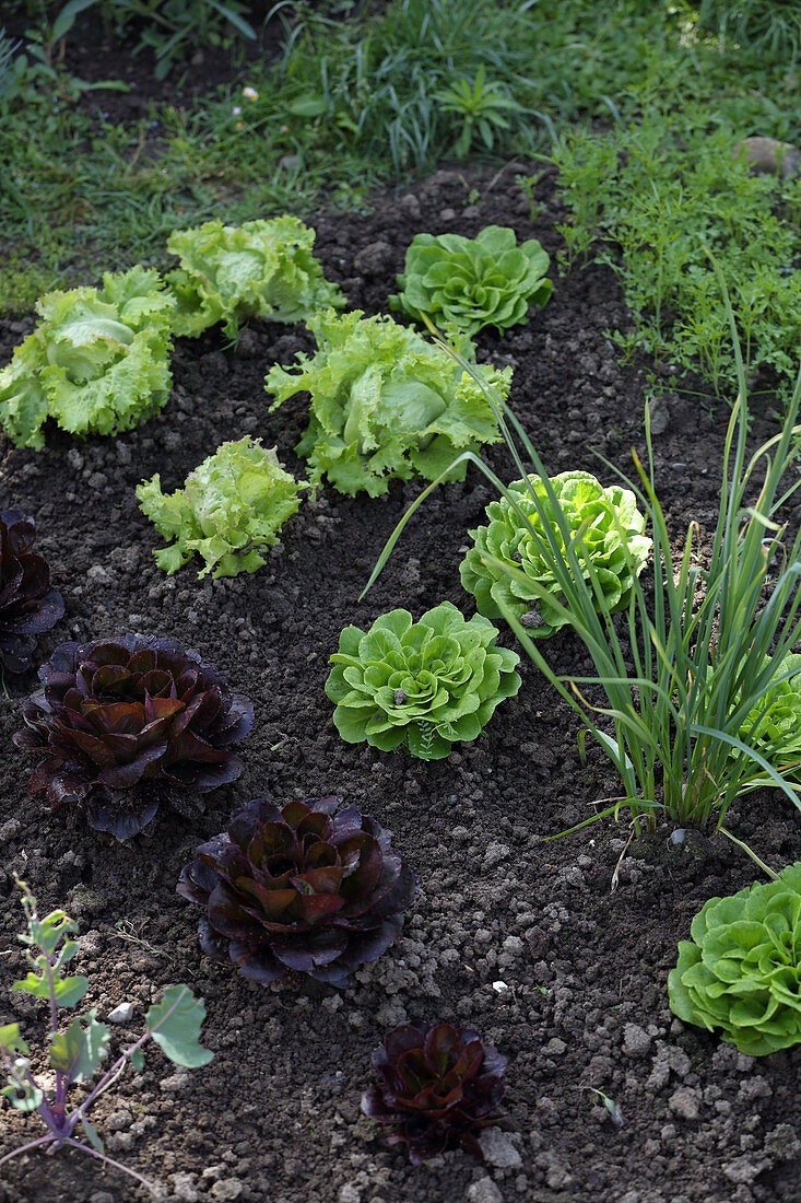 Various lettuces in vegetable patch
