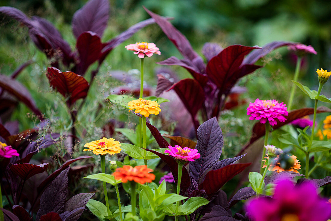 Bunte Helenium