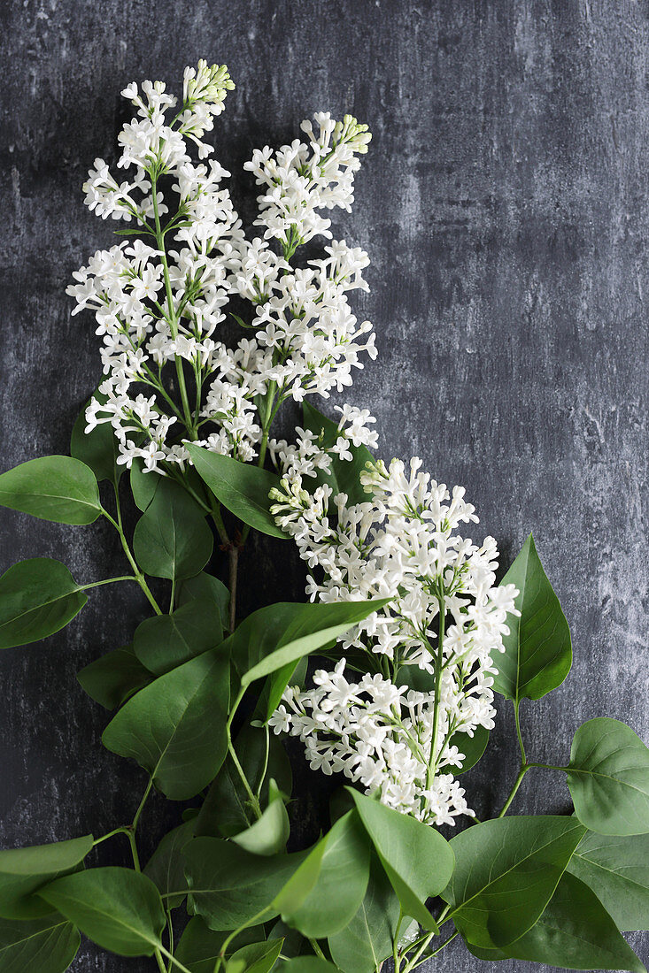 White lilac on black surface