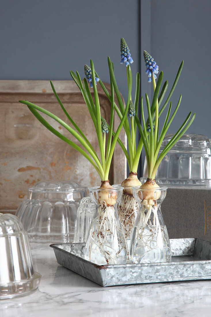 Grape hyacinths with bulbs in glass jars