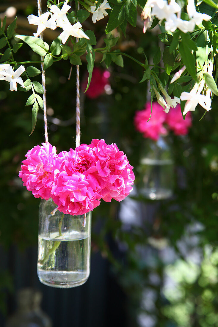 Pink flowers in jar of water hung from tree