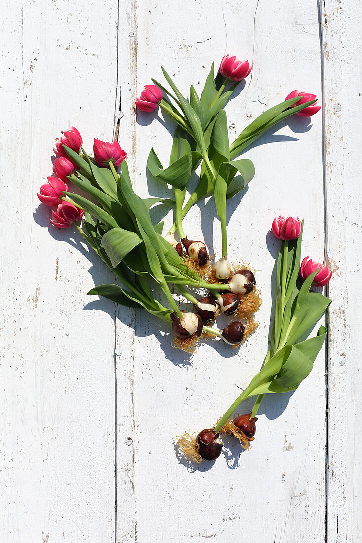 Pink tulips with bulbs on white boards