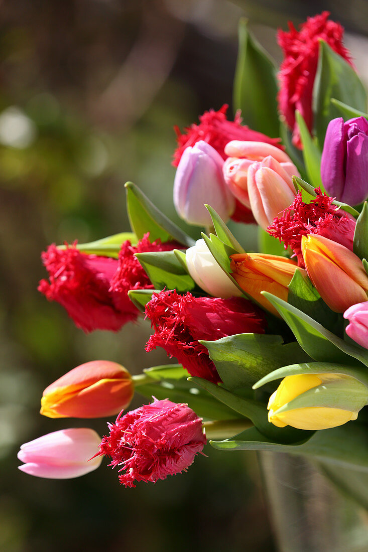 Bouquet of frilled and plain tulips