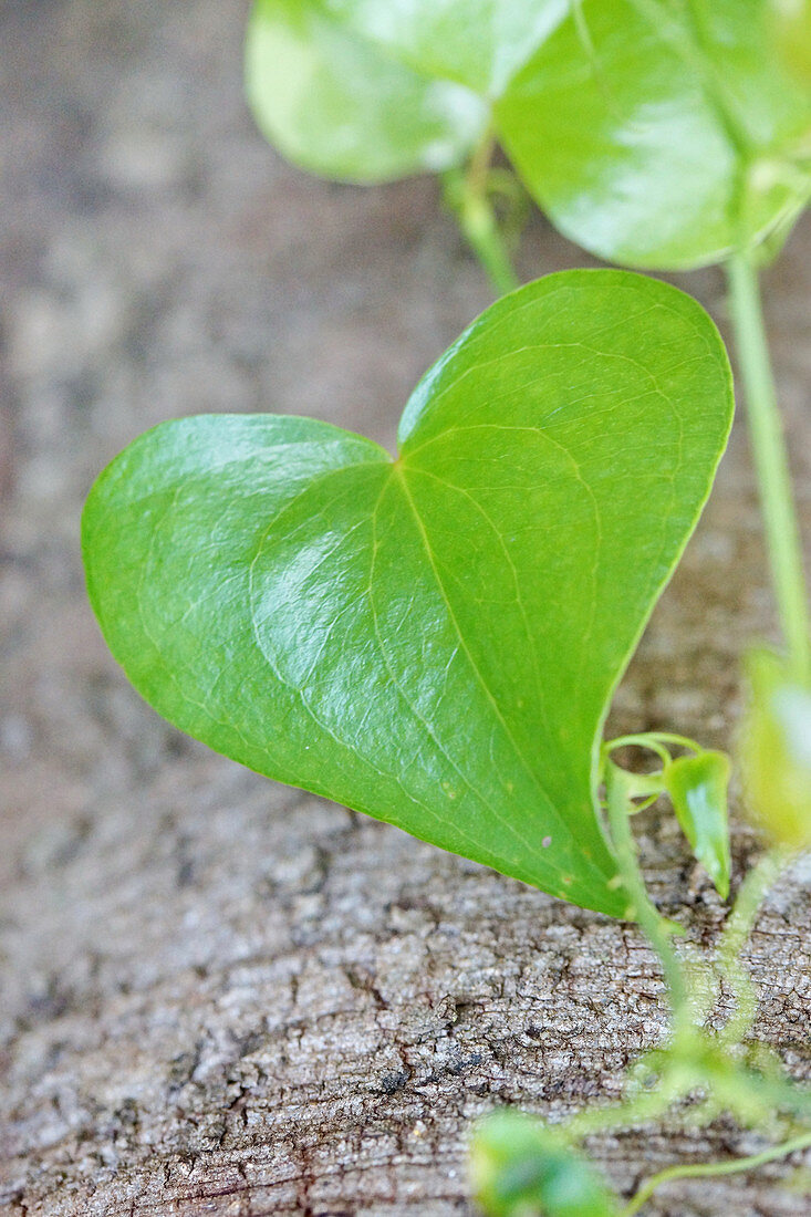 Heart-shaped ivy leaf