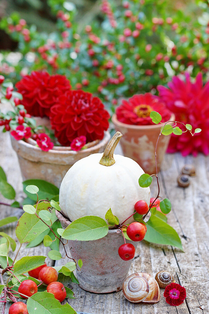 White pumpkin, crab apples and red dahlias