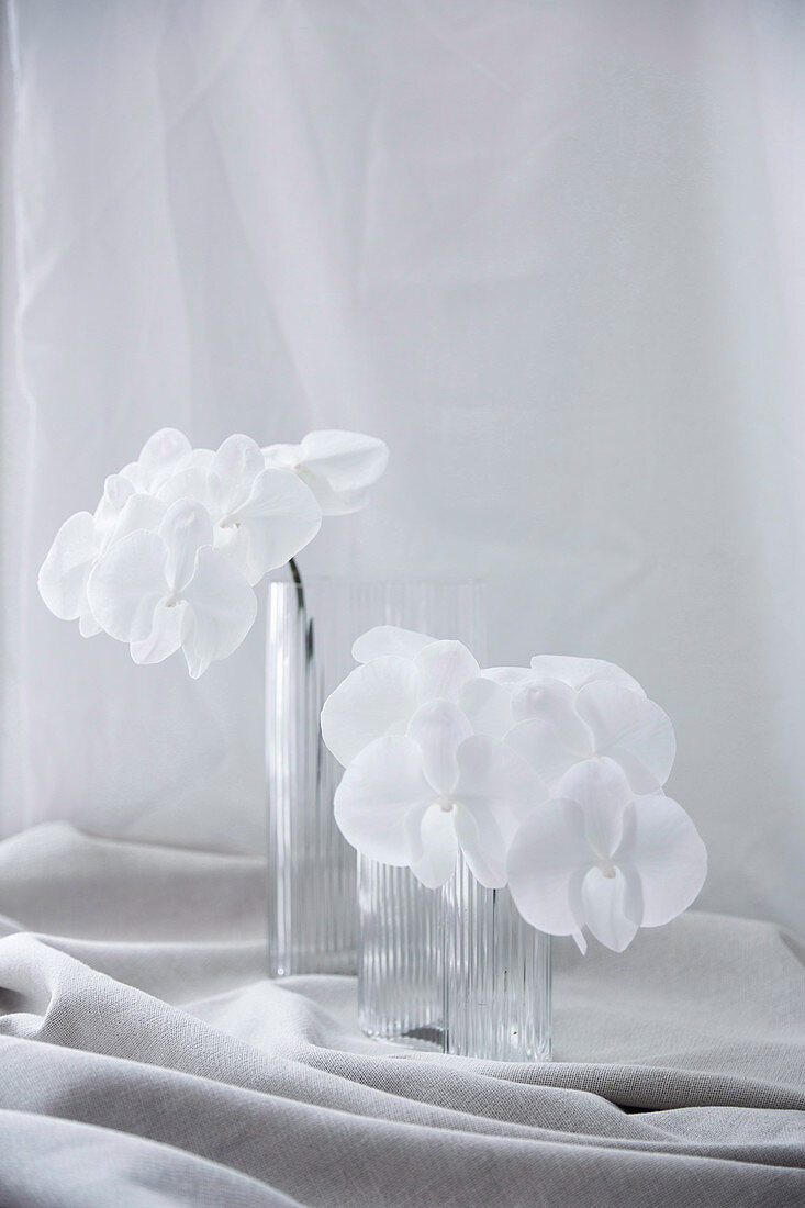 White flowering orchid branches in glass vases on gathered fabric