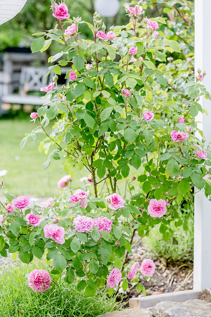 Pinkfarbene Rosen im Terrassenbeet