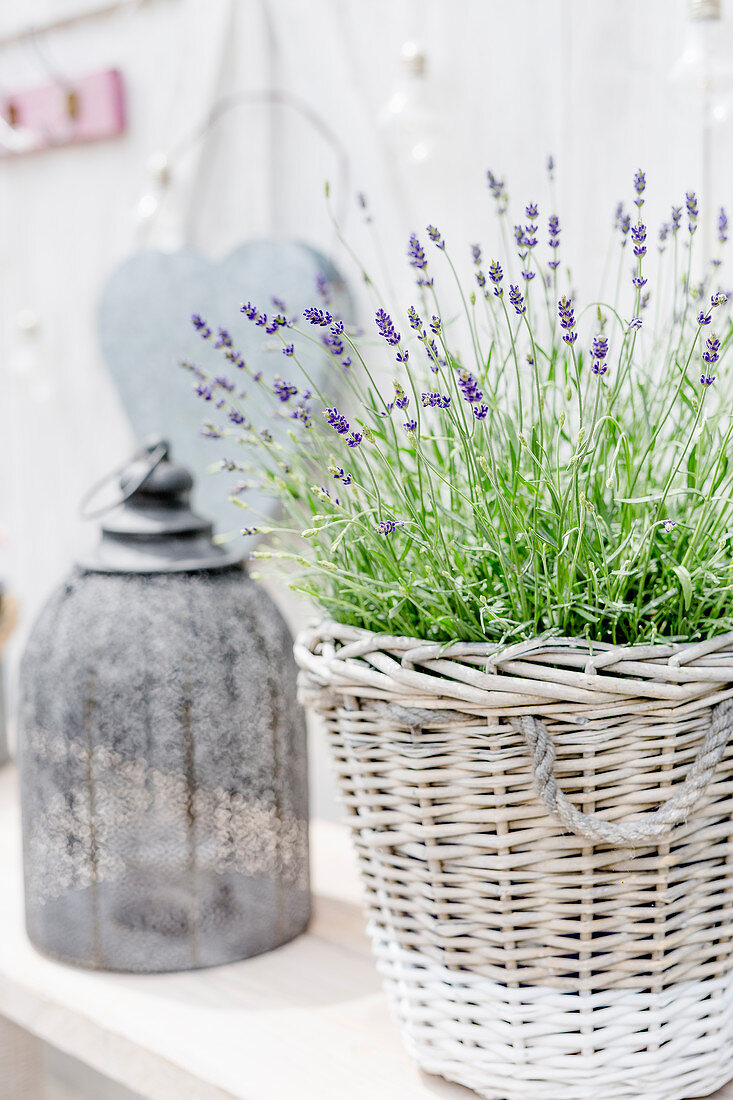 Lavendel im Korbuntertopf und Laterne