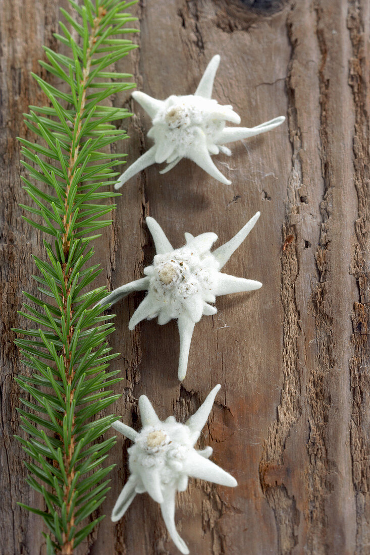 Dried Edelweiss flowers on wooden surface