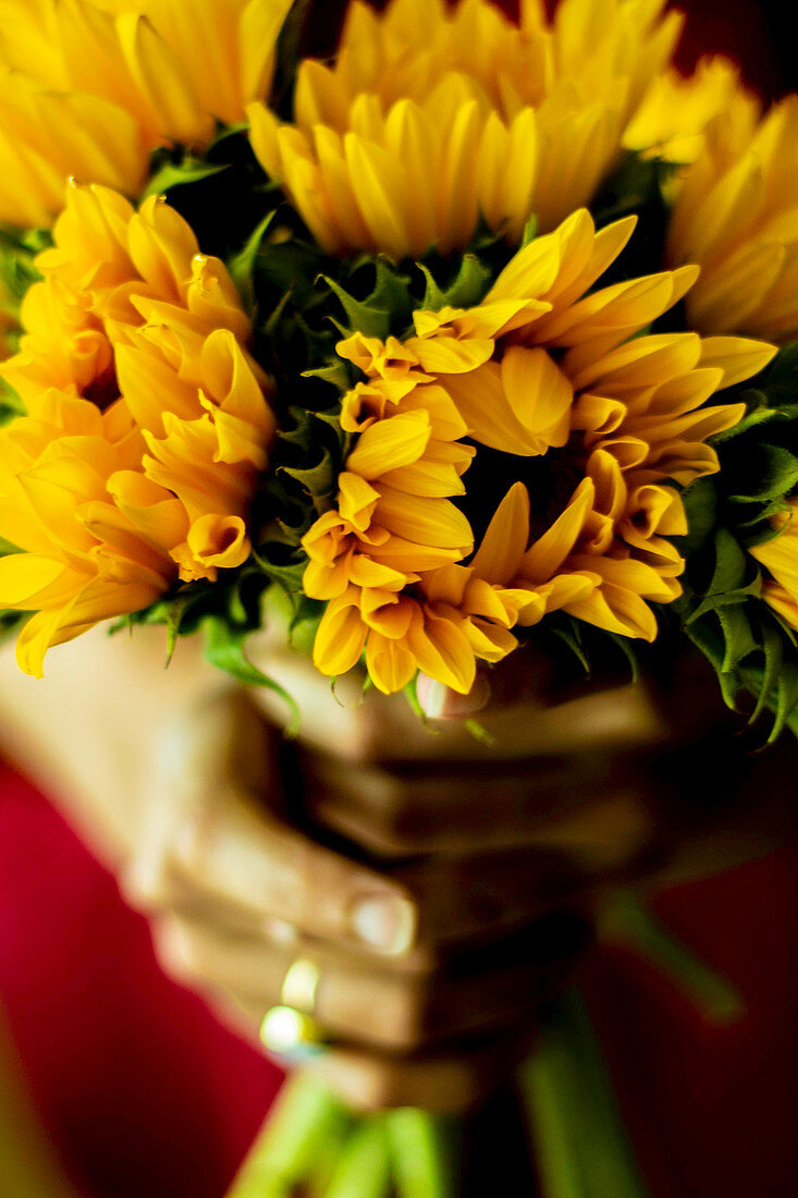 Bouquet of fresh sunflowers held in hands