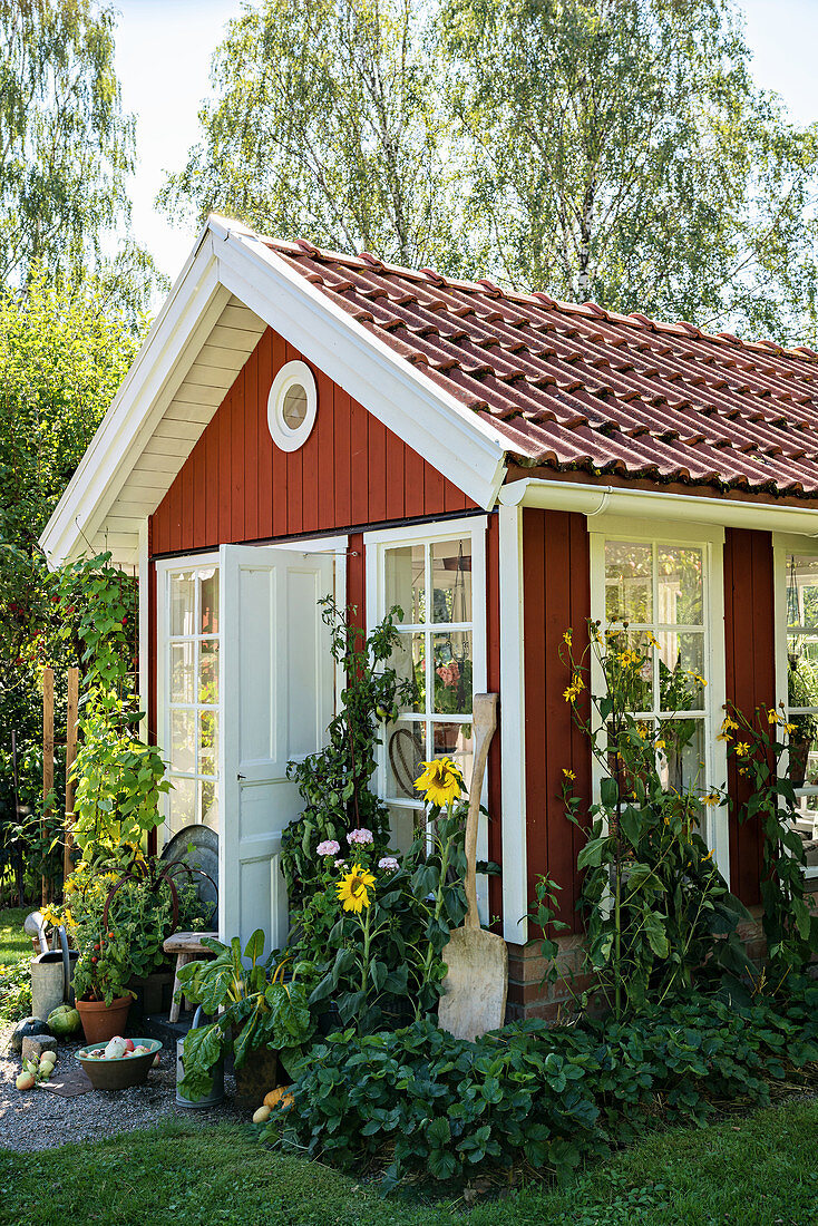 Falu-red, Scandinavian-style summerhouse in summer garden