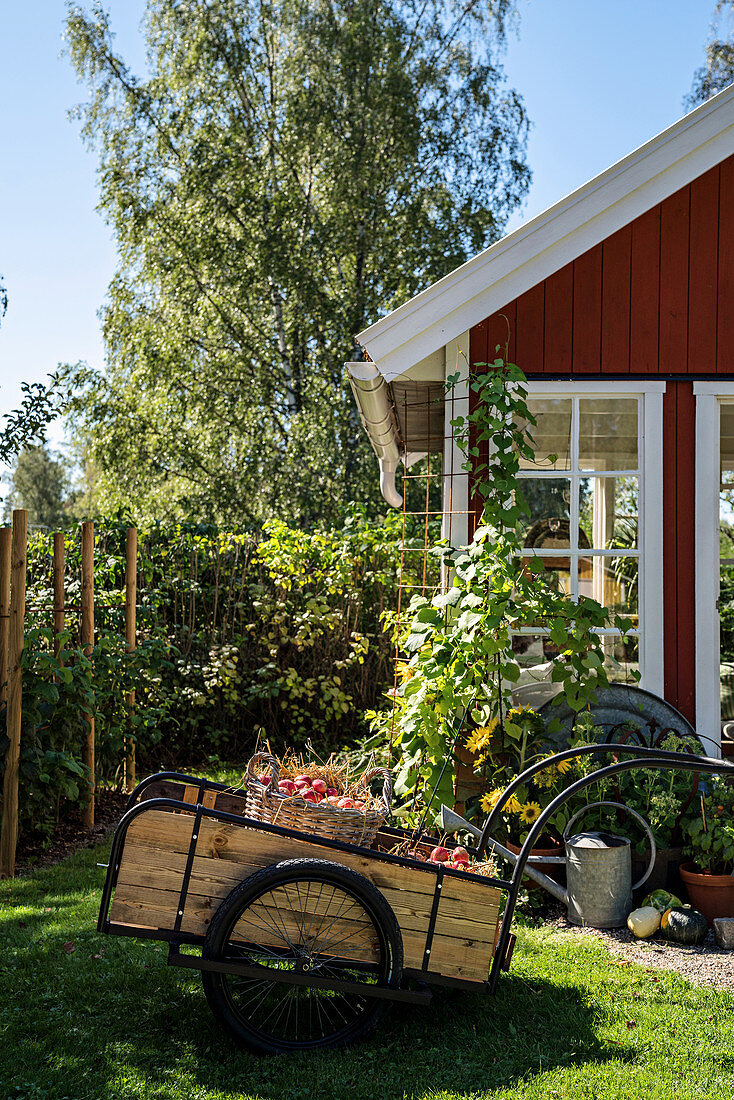 Apple harvest in handcart in front of Scandinavian-style summerhouse