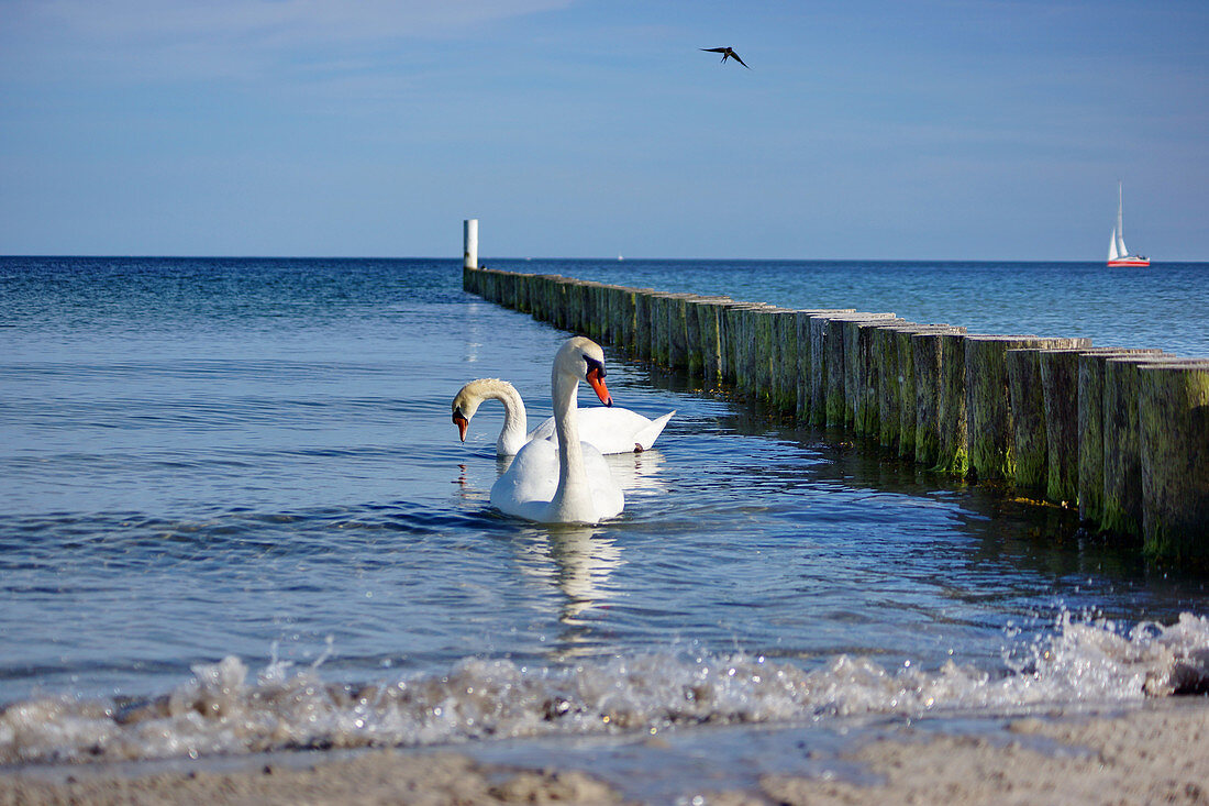 Swans in the Baltic Sea