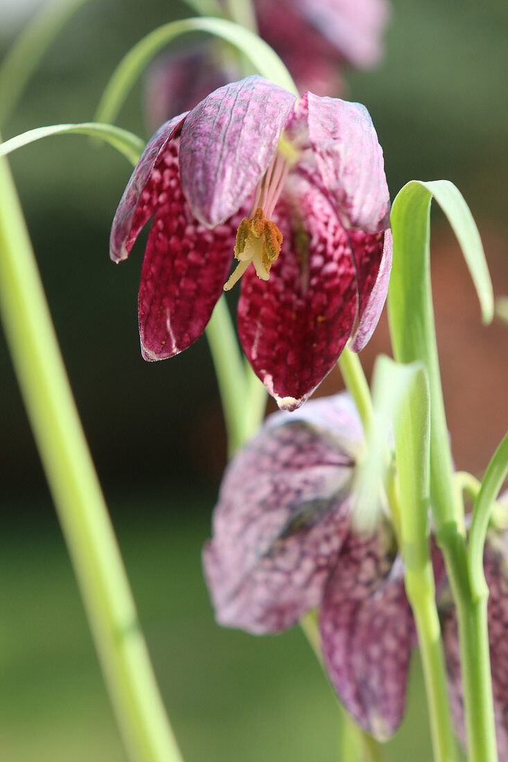 Snake's head fritillary against blurred background